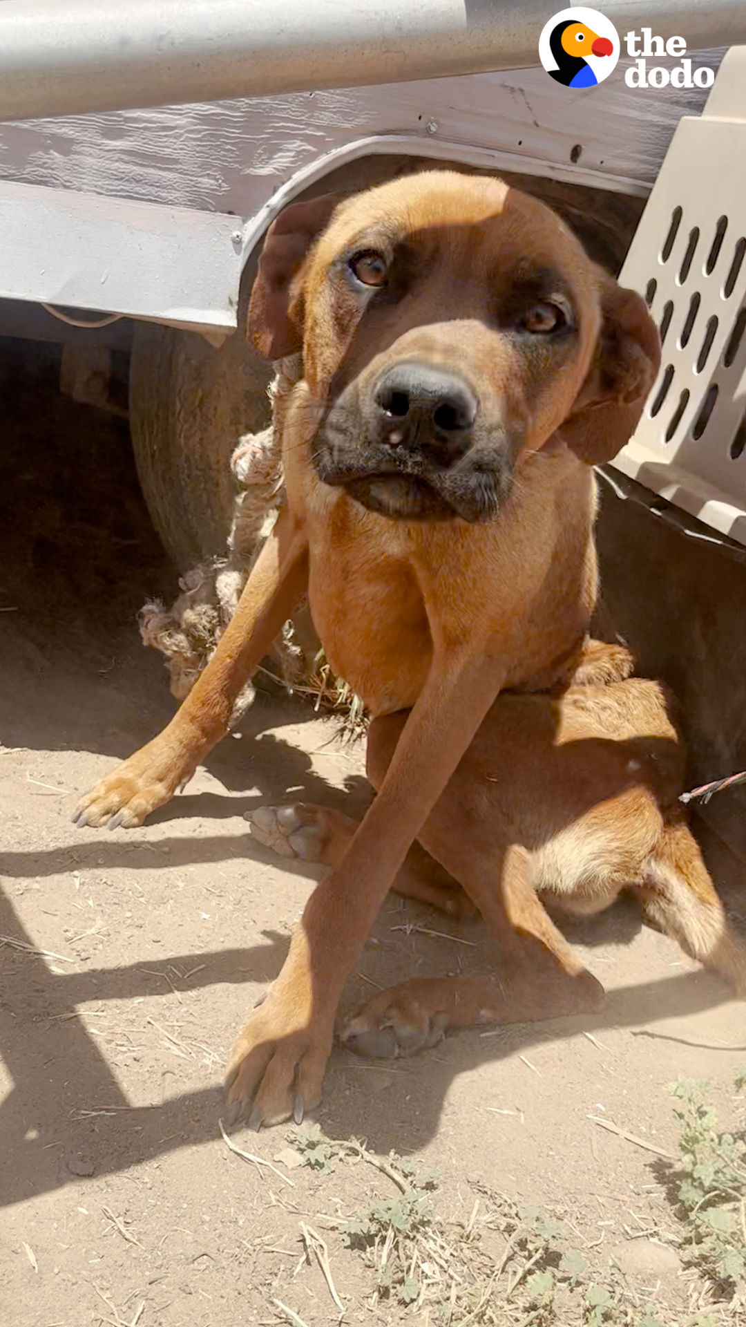 Video post by @thedodosite on Facebook