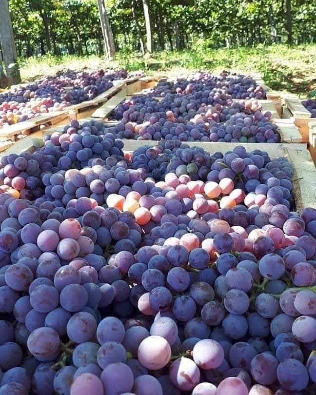 Image post by @joselonazarenopena on Facebook