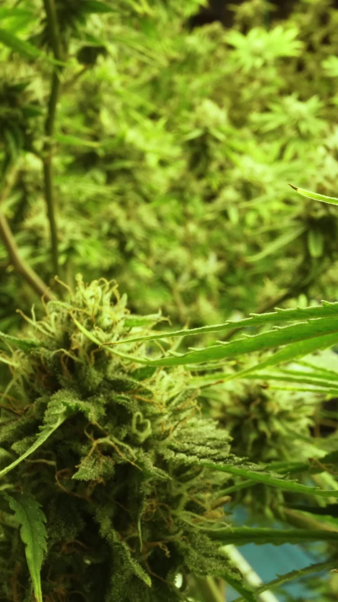 Video post by @yalepress on TikTok