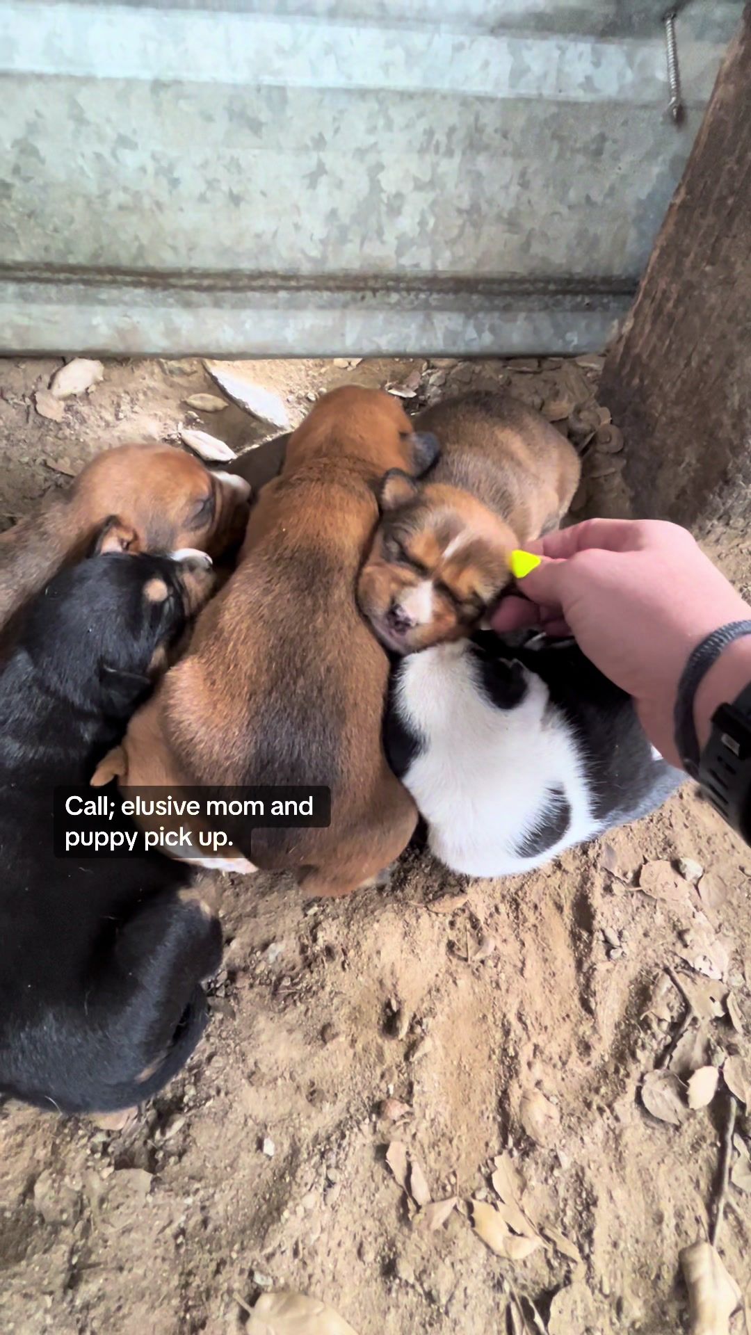 Video post by @acoalcorn on TikTok