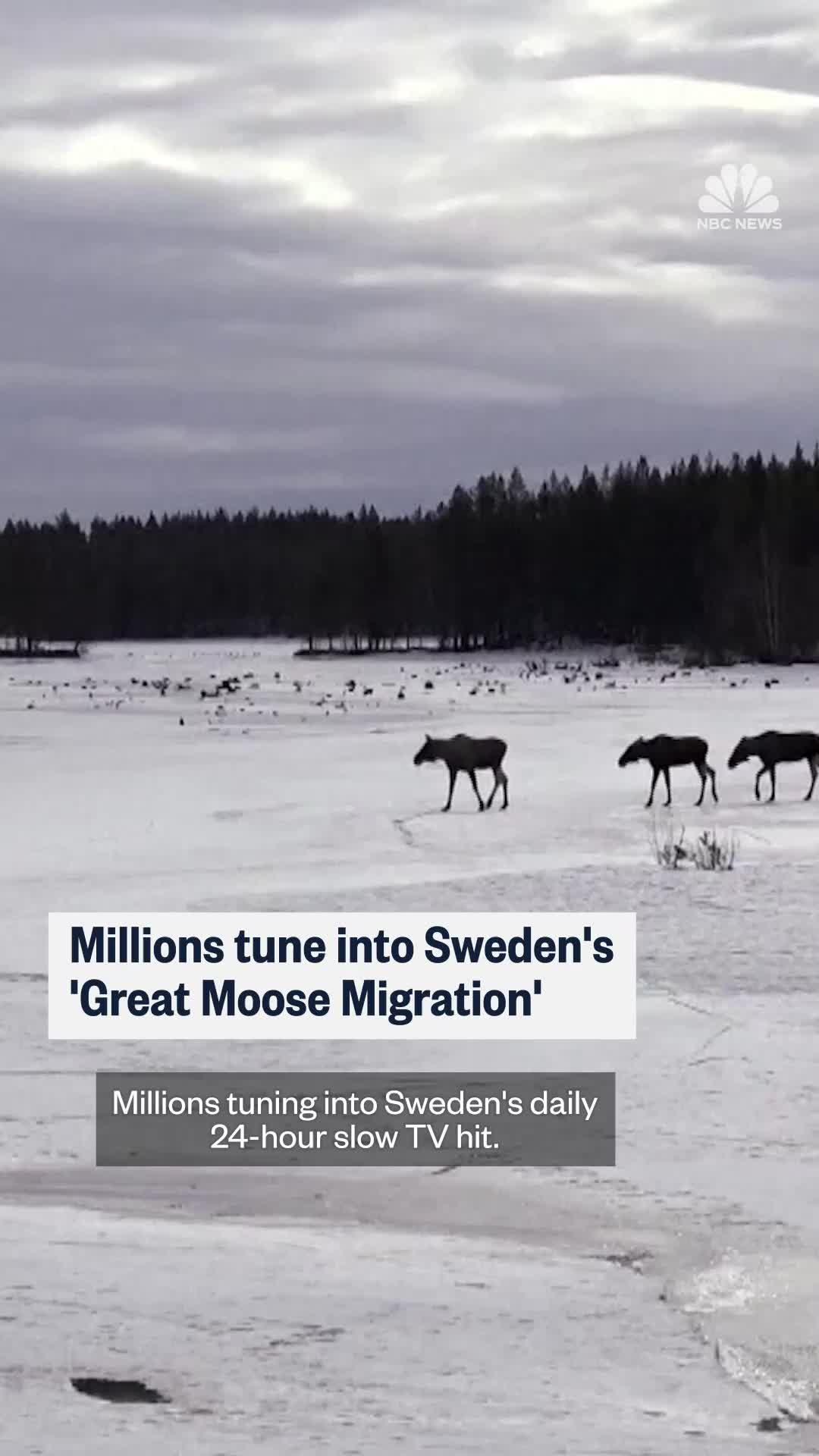 Video post by @nbcnews on TikTok