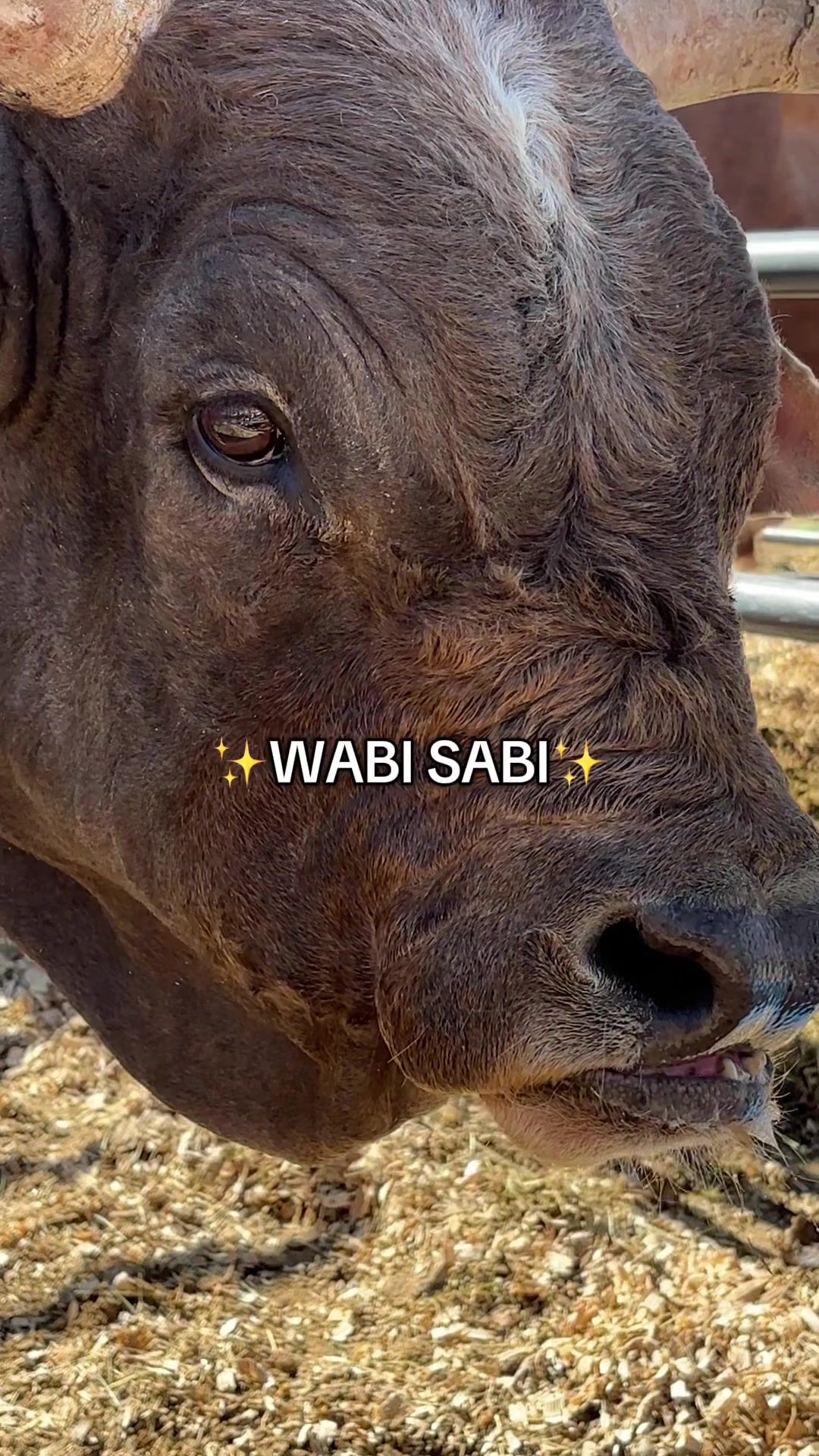 Video post by @pbr on TikTok