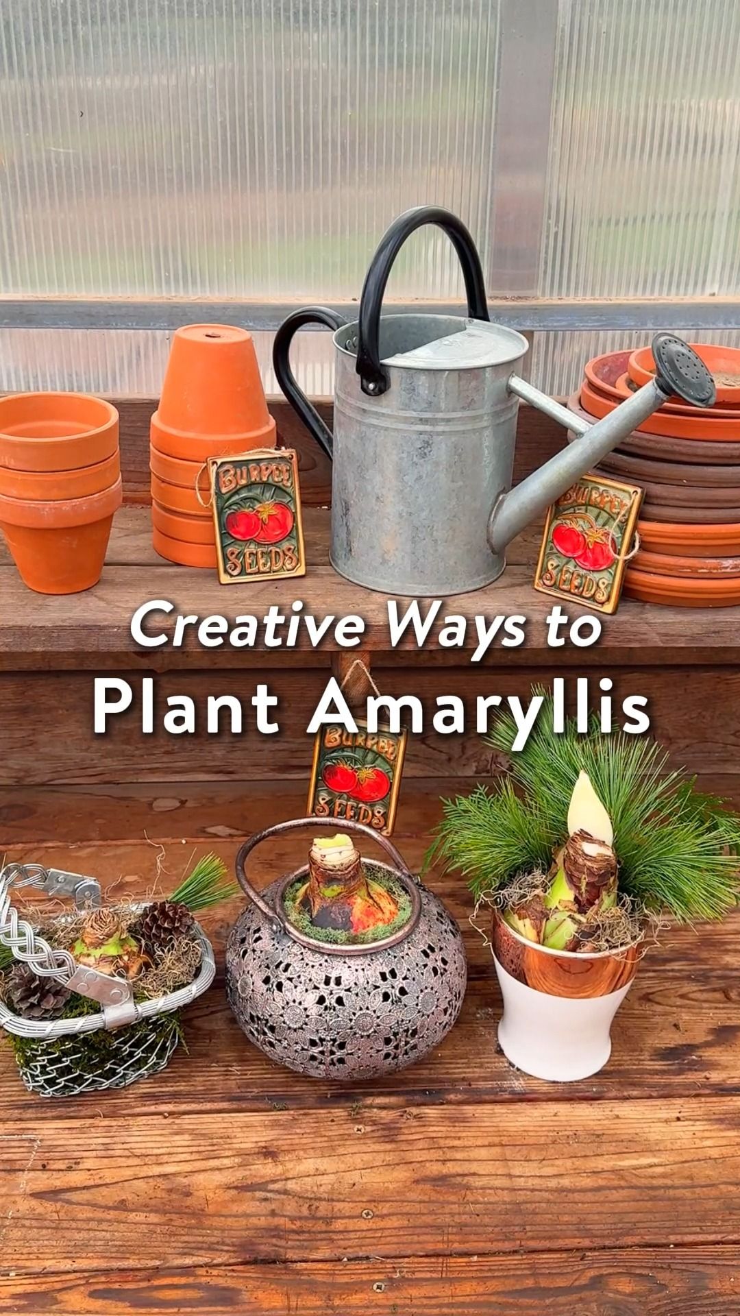 Video post by @BurpeeGardening on Facebook