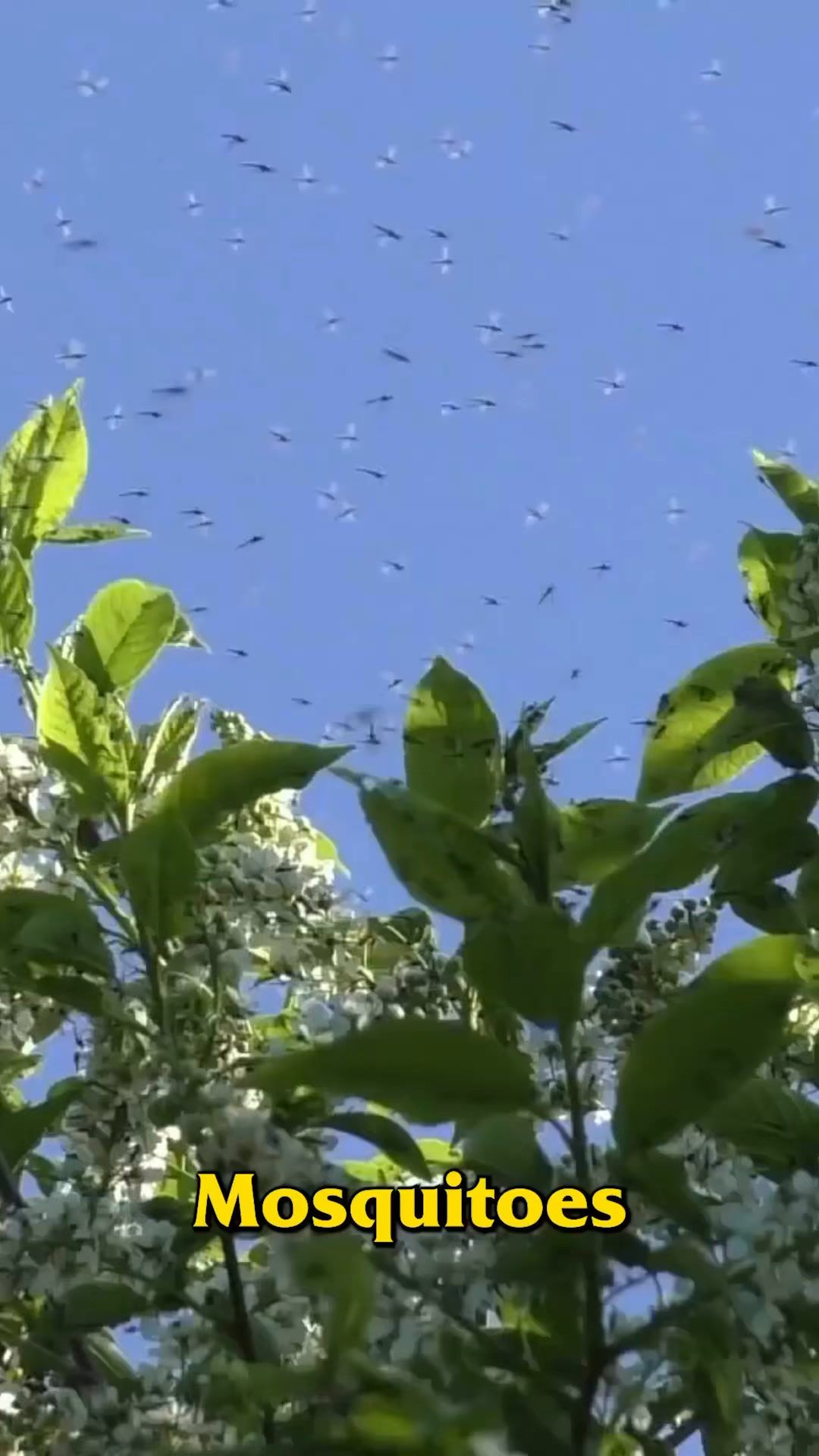 Video post by @bugbustersusa on Facebook