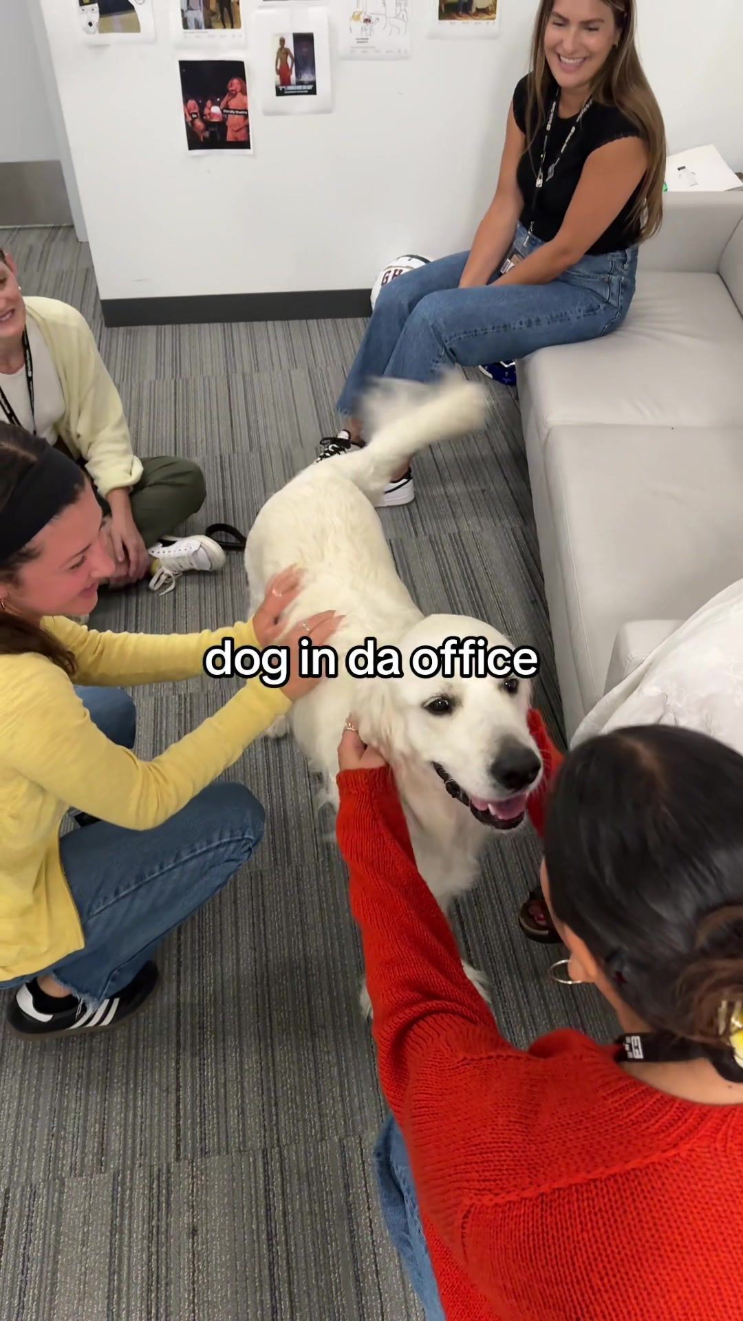 Video post by @sofistadium on TikTok