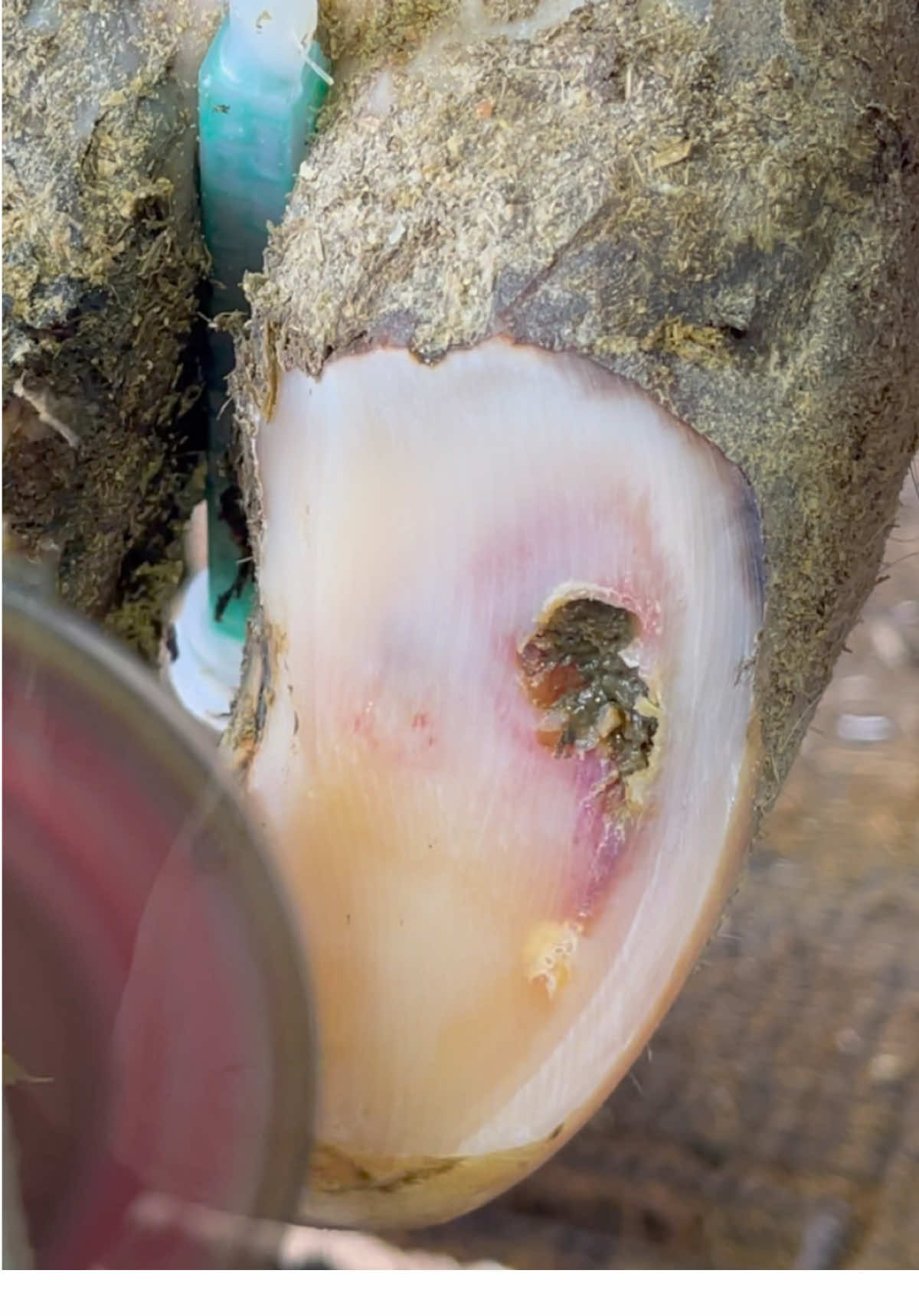 Video post by @natethehoofguy on TikTok