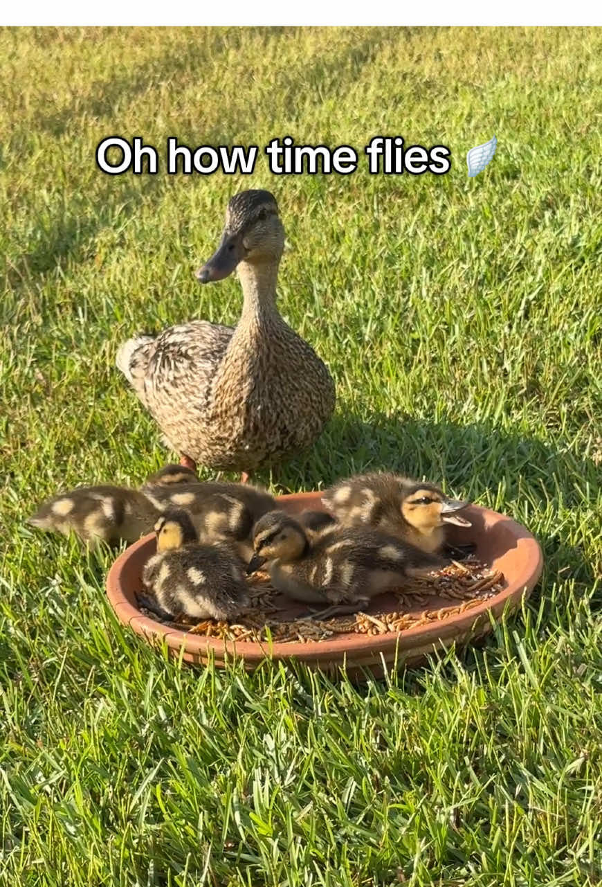 Video post by @marymomo13 on TikTok