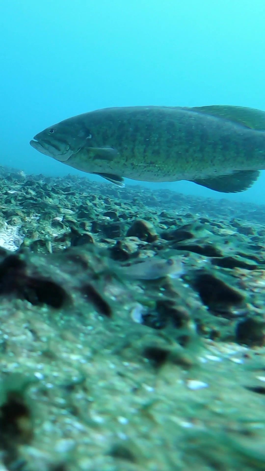 Video post by @calebtacia on TikTok