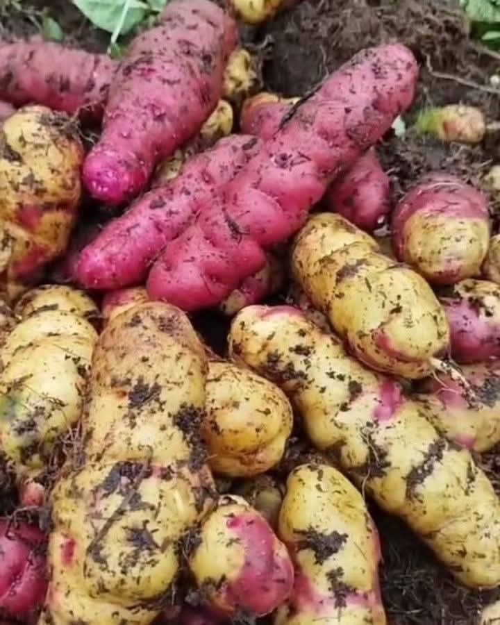 Image post by @joselonazarenopena on Facebook