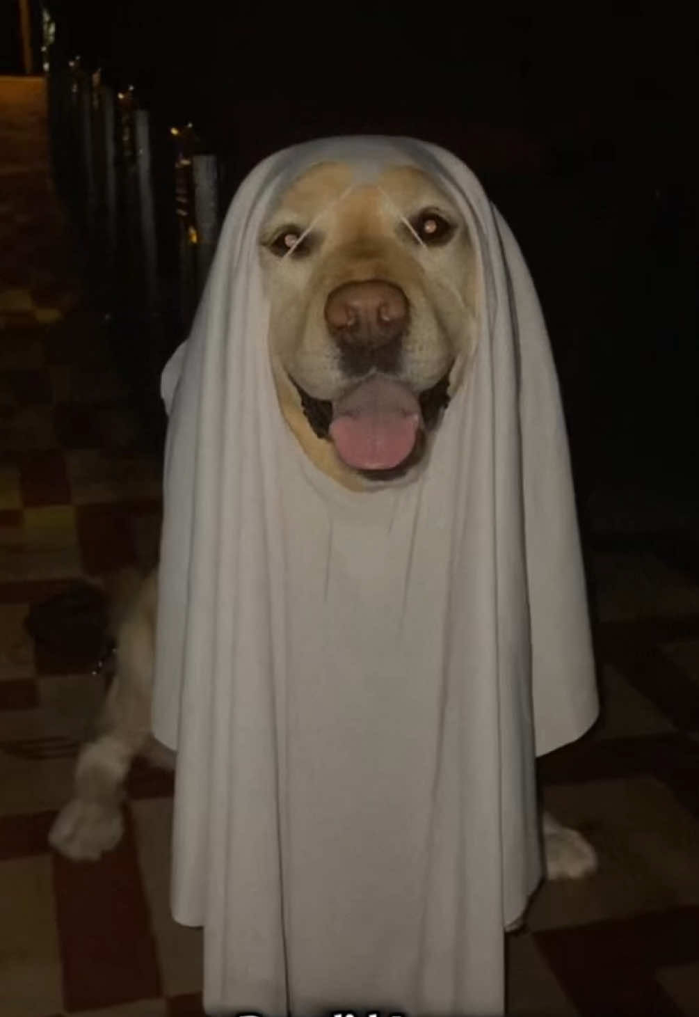 Video post by @stlouisblues on TikTok