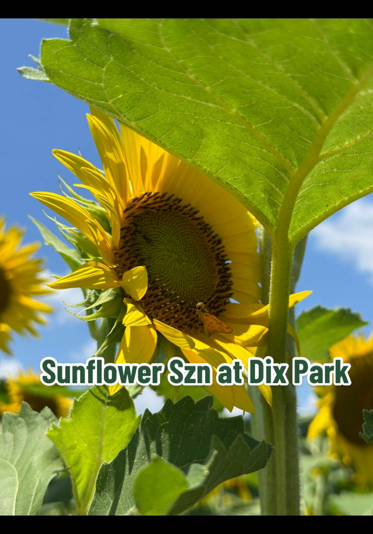 Video post by @behind_the_bench on TikTok