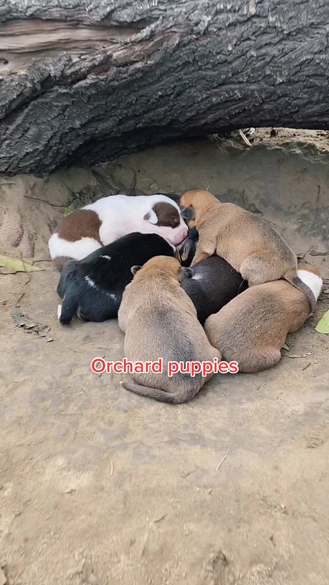 Video post by @acobegin on TikTok