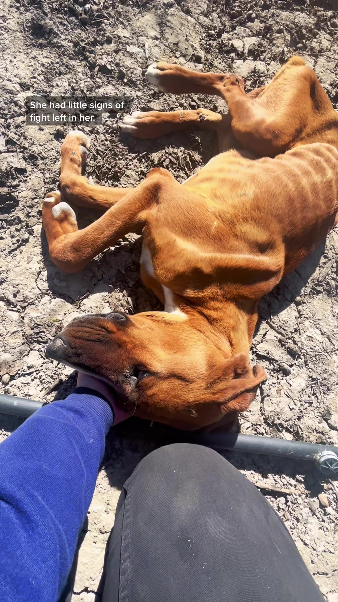 Video post by @acoalcorn on TikTok