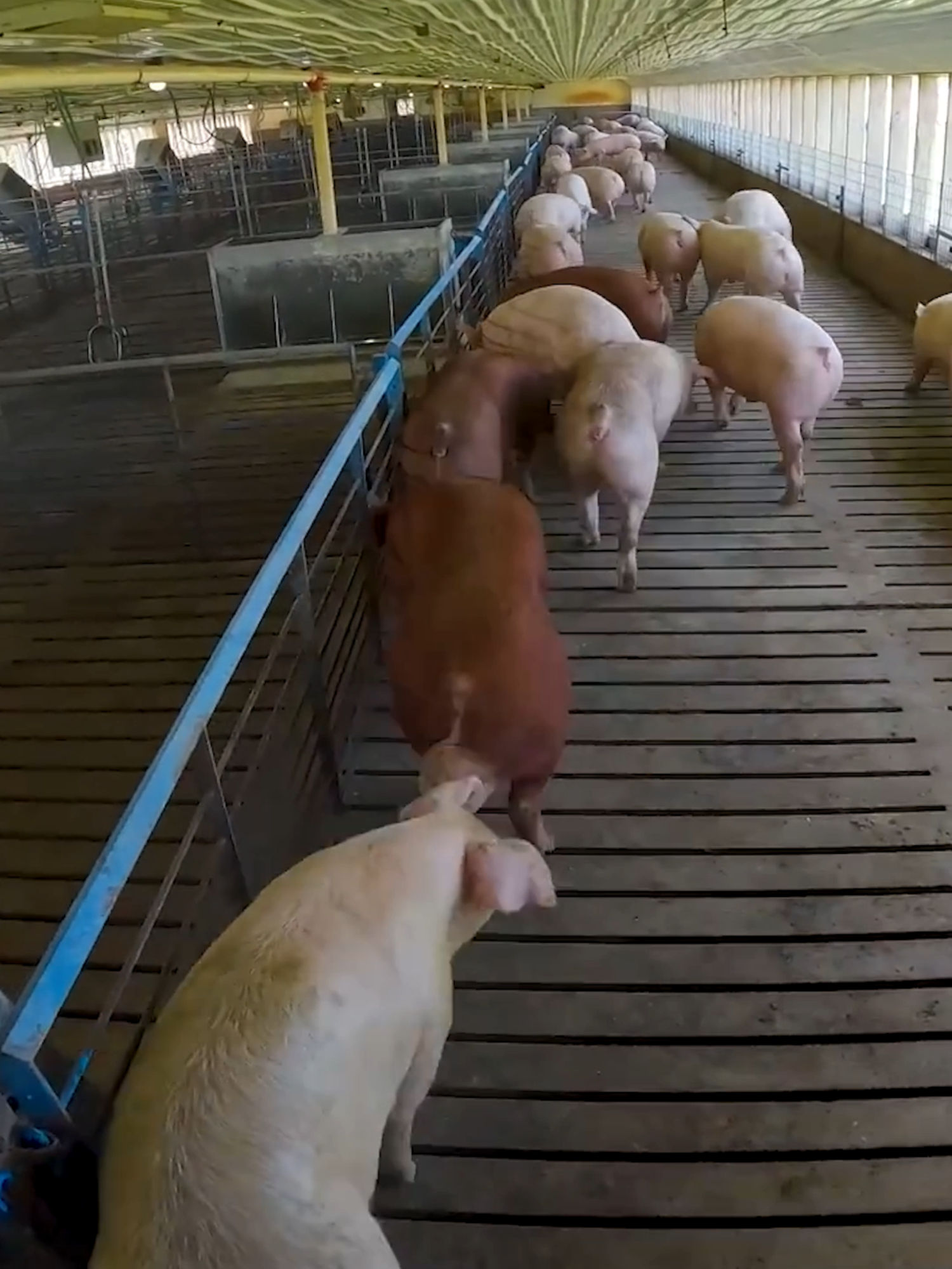 Video post by @thislldofarm on TikTok
