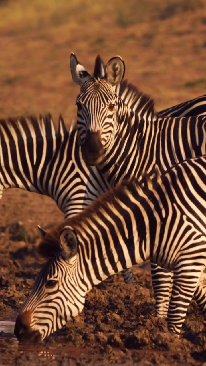 Video post by @sony on TikTok