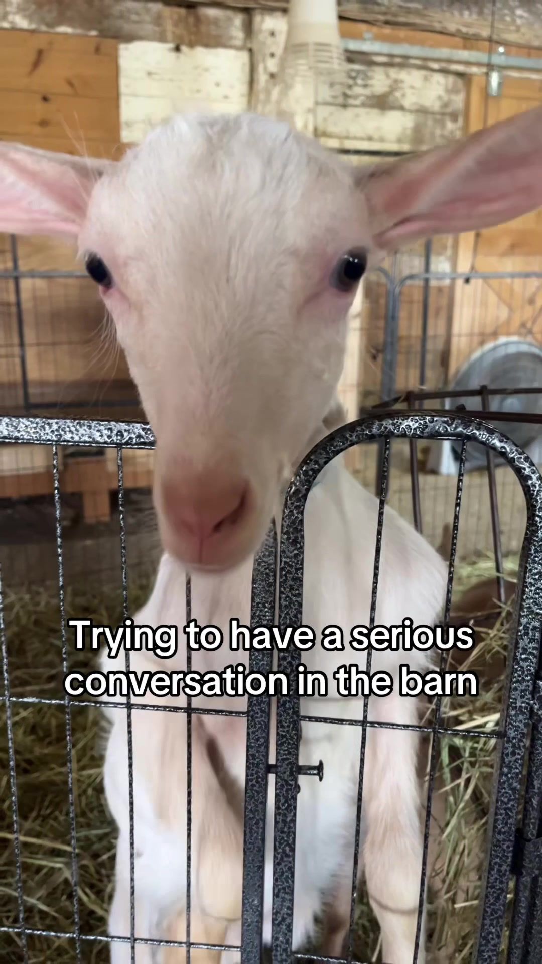 Video post by @beekman1802 on TikTok