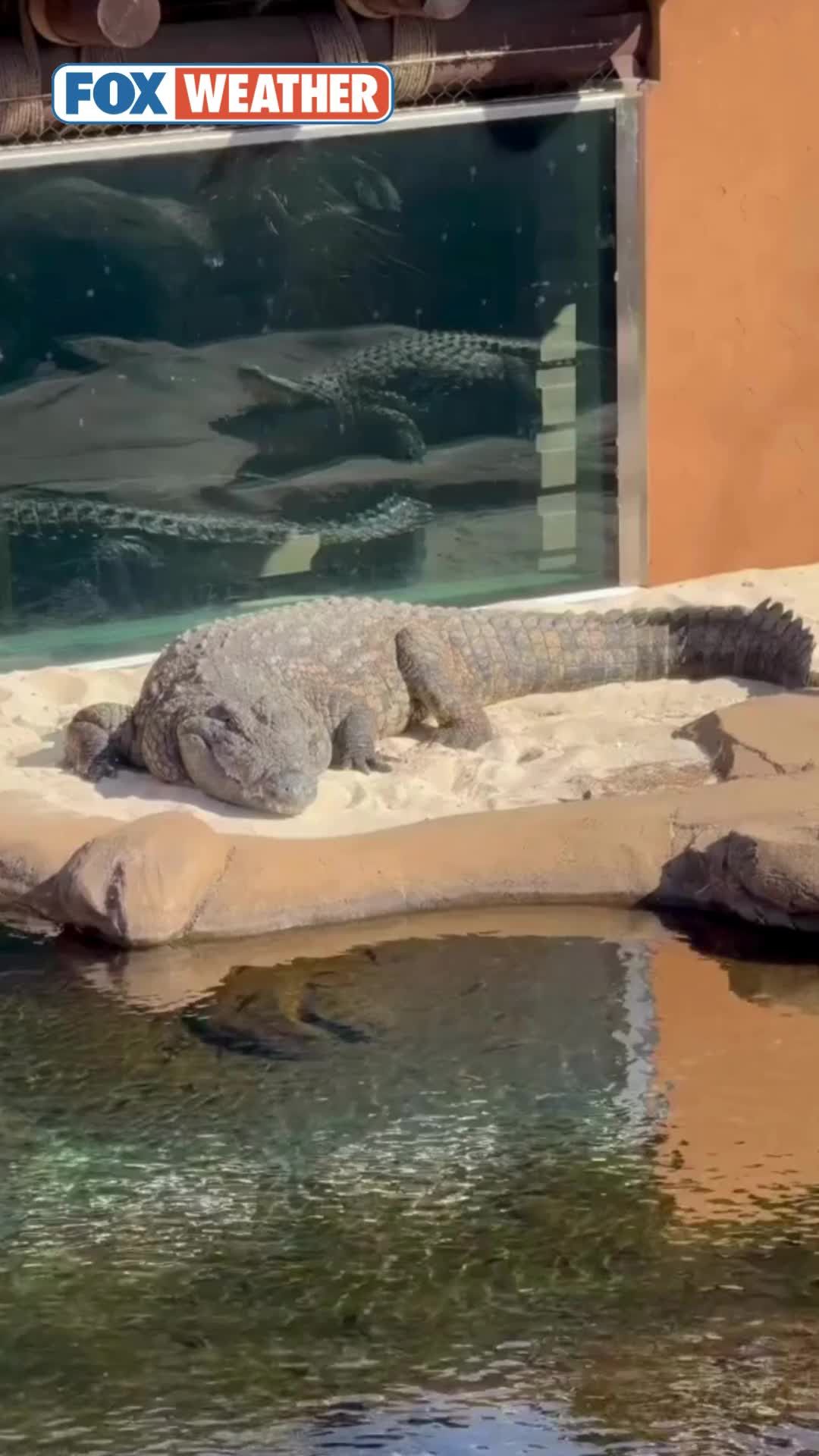 Video post by @foxweather on TikTok