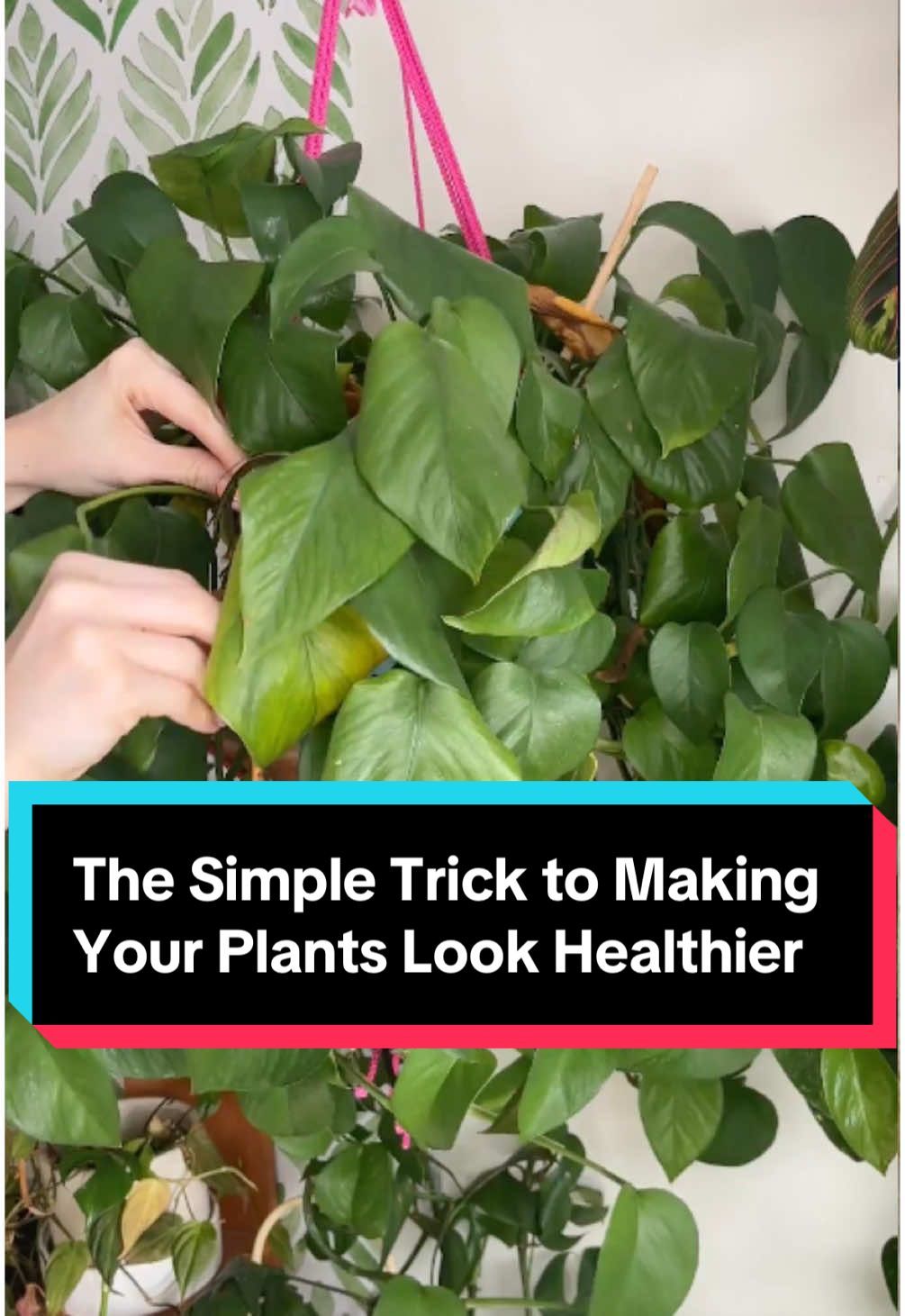 Video post by @thespruceofficial on TikTok