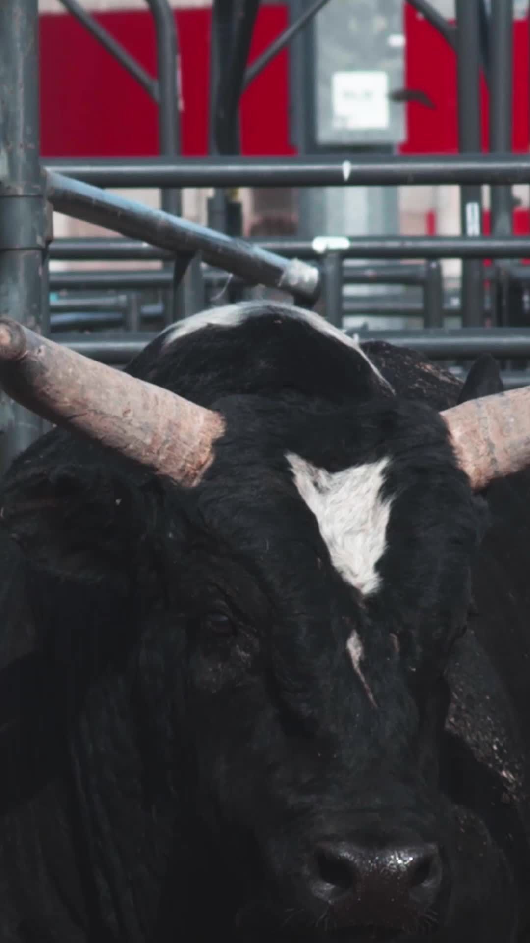 Video post by @prca_prorodeo on TikTok