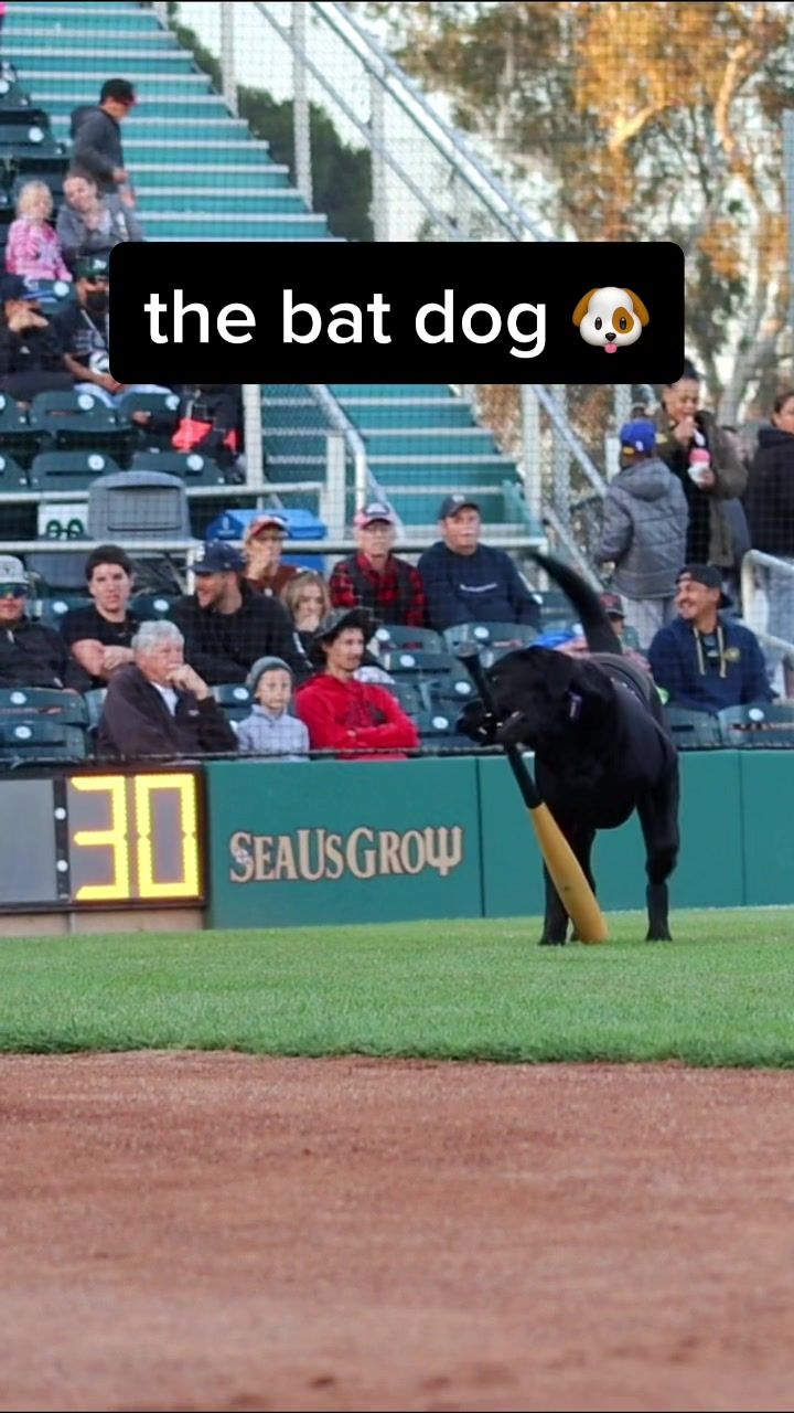 Video post by @modestonuts on TikTok