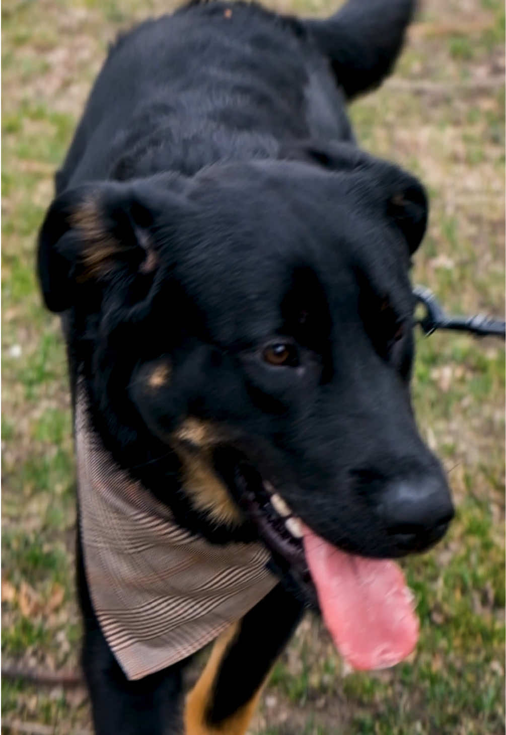 Video post by @treattalkshow on TikTok