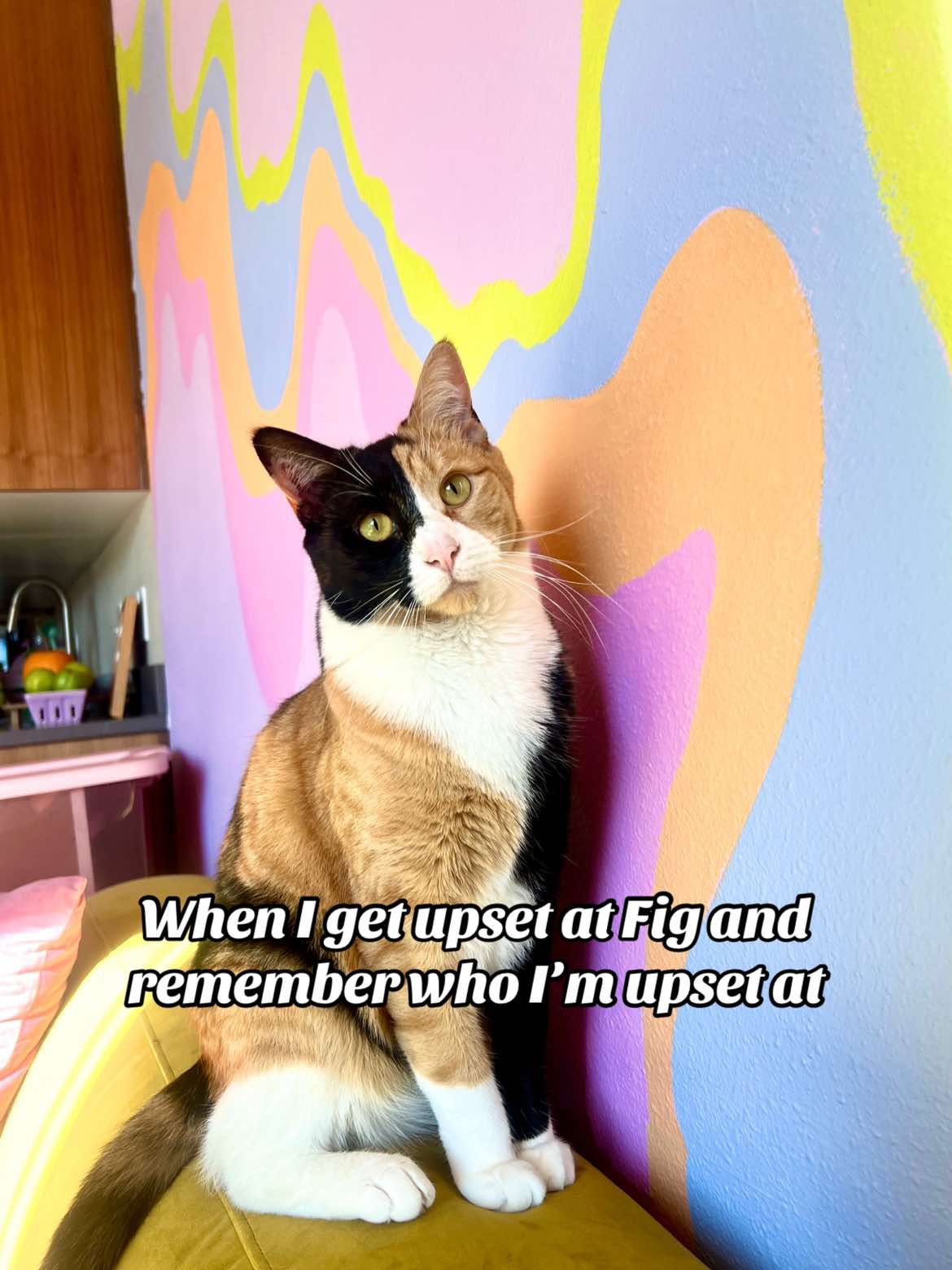 Video post by @wollyhasson on TikTok