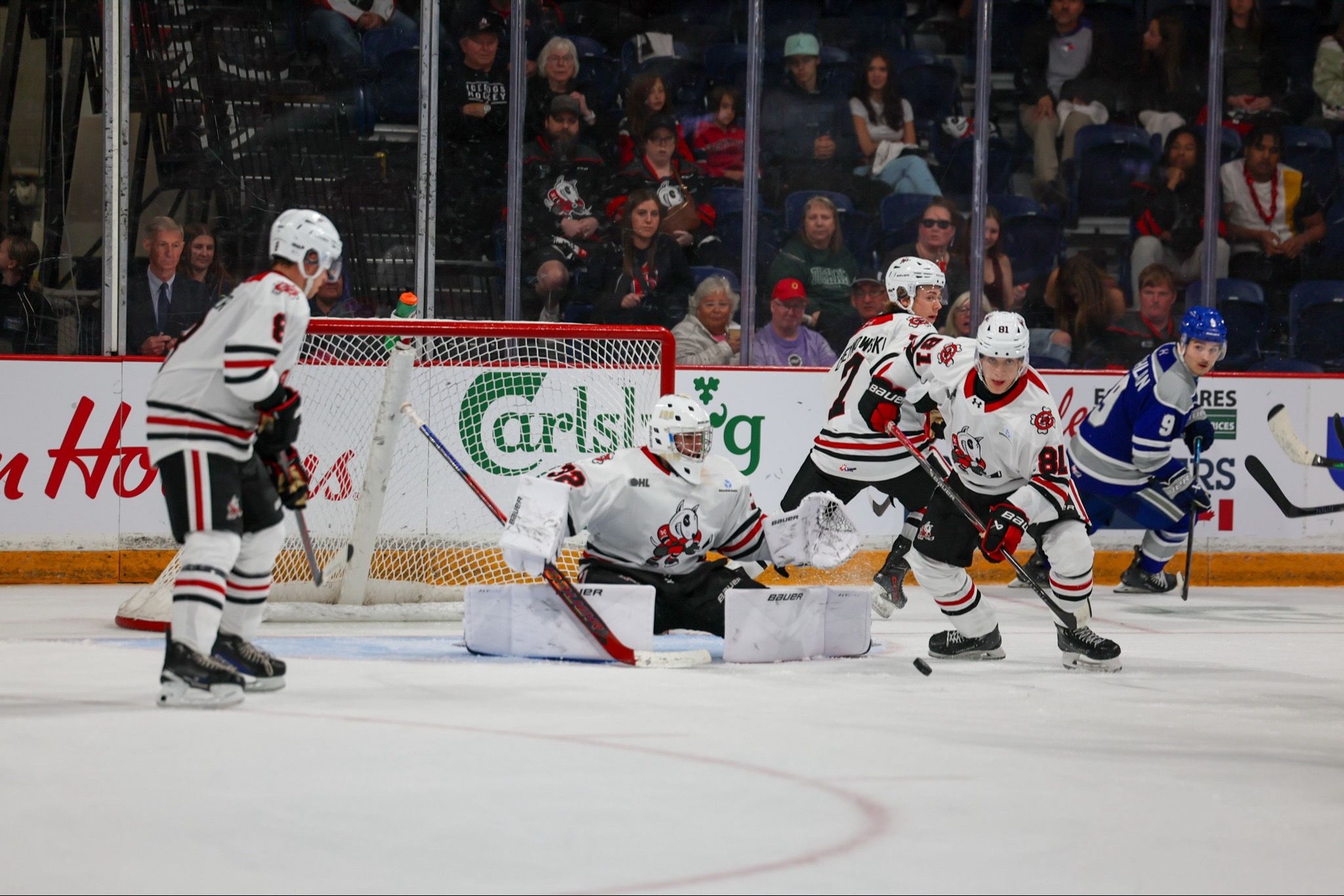 Video post by @ohlicedogs on TikTok