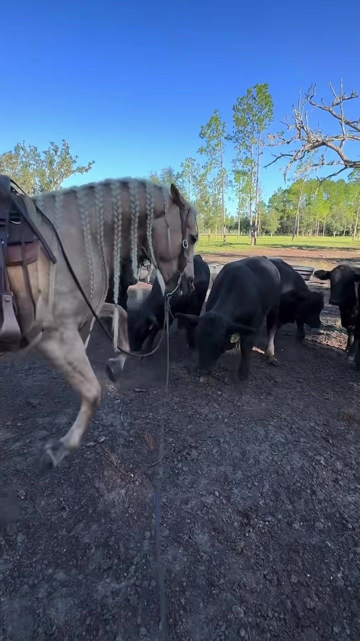 Video post by @326488683877065 on Facebook