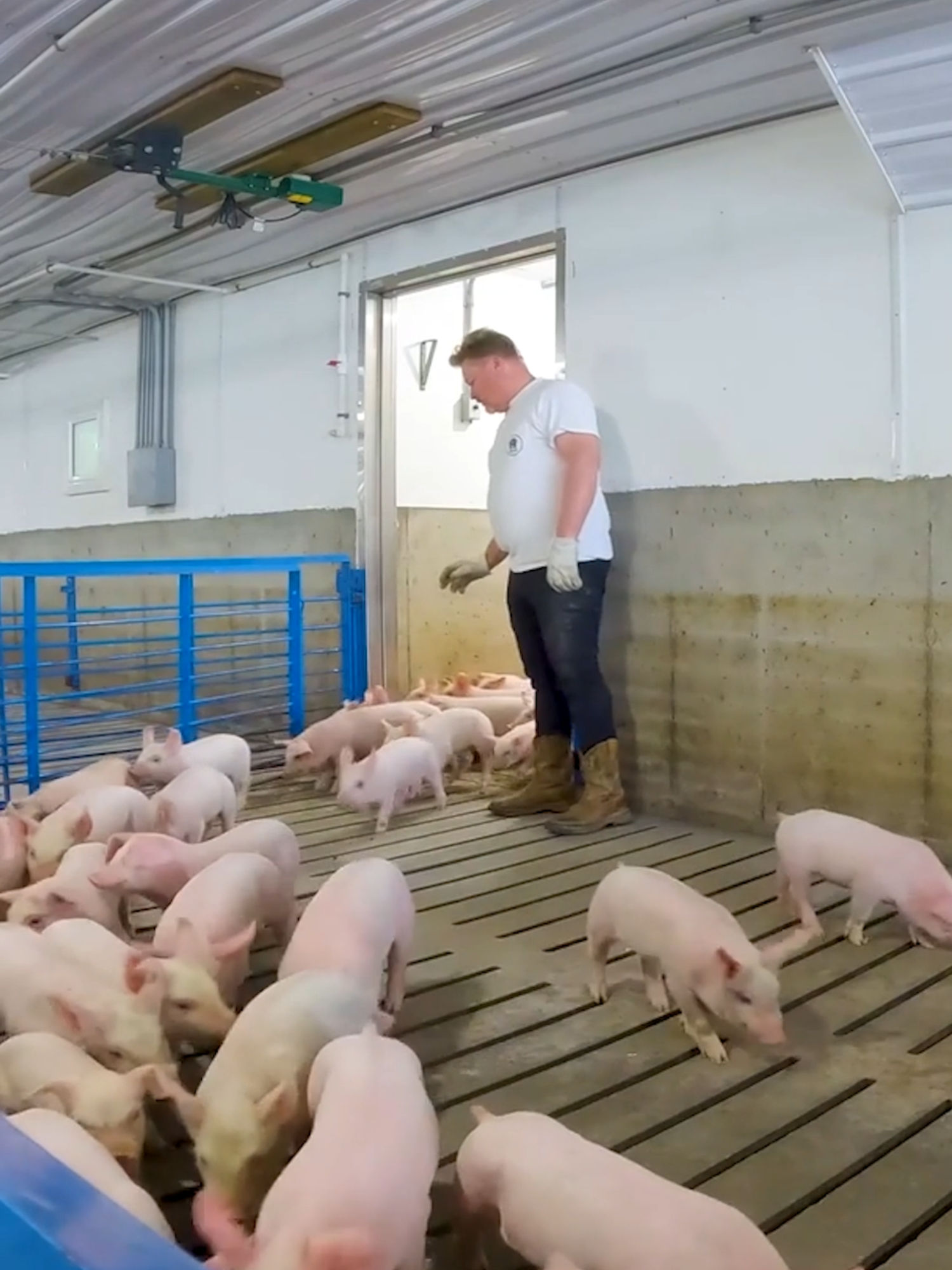 Video post by @thislldofarm on TikTok