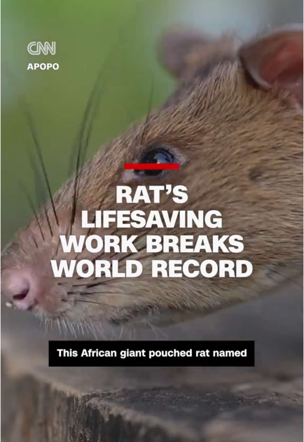 Video post by @cnn on TikTok