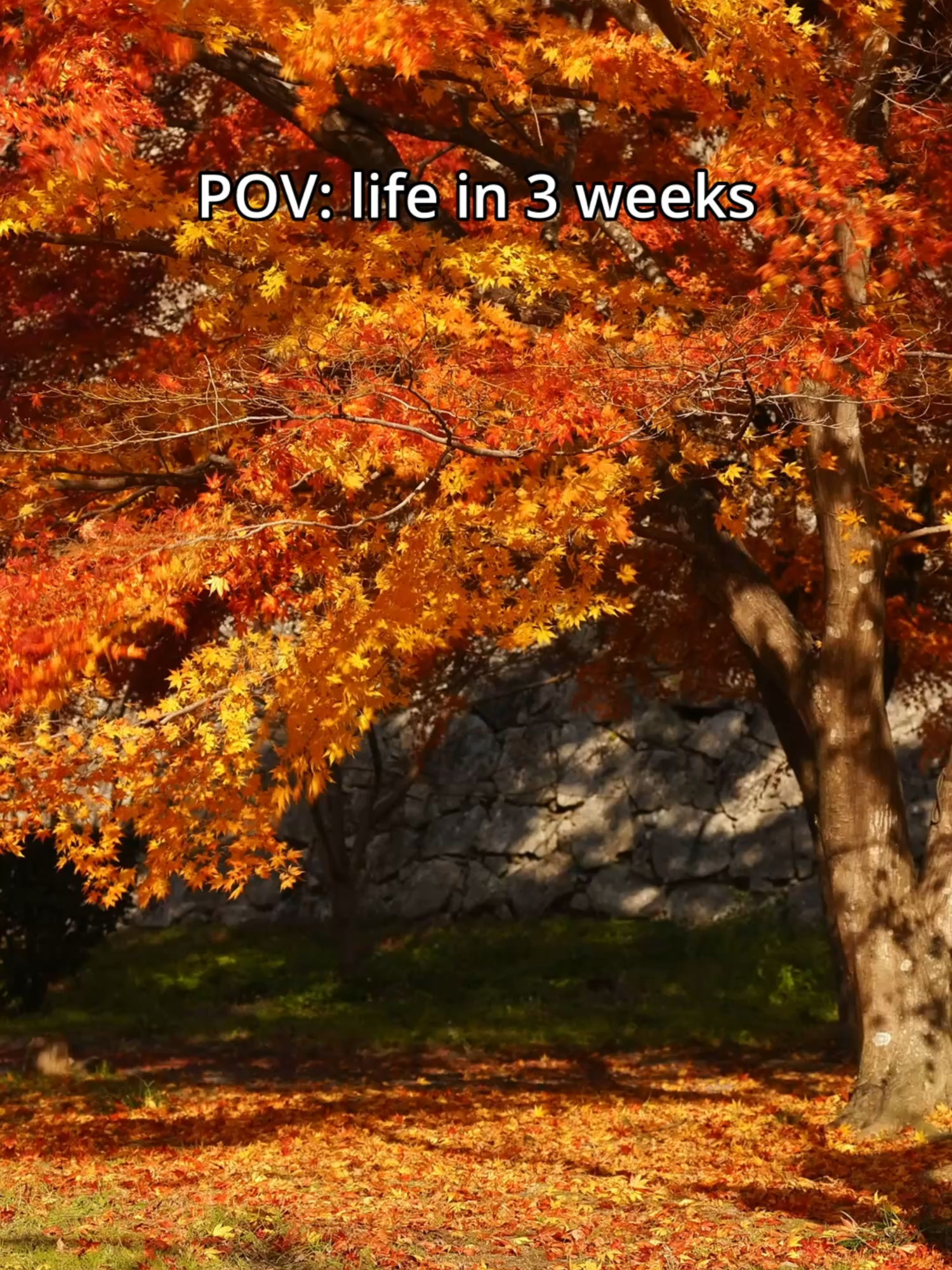 Video post by @mrpeanutoriginal on TikTok