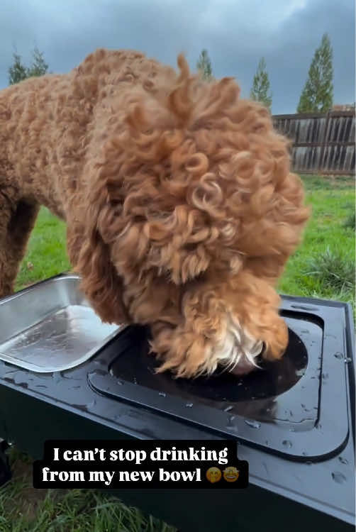 Video post by @yourpupphub on TikTok