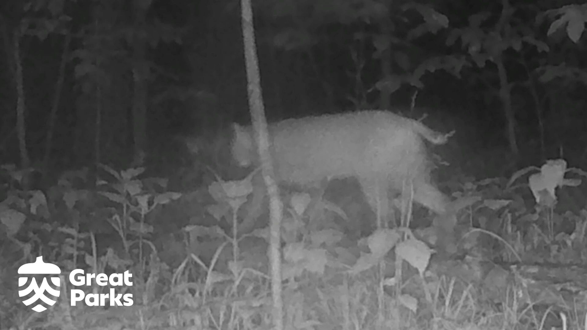 Video post by @GreatParksHC on Facebook