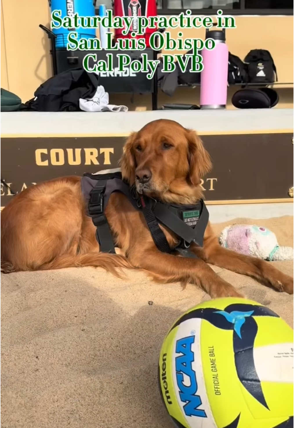 Video post by @calpolybeachvb on TikTok