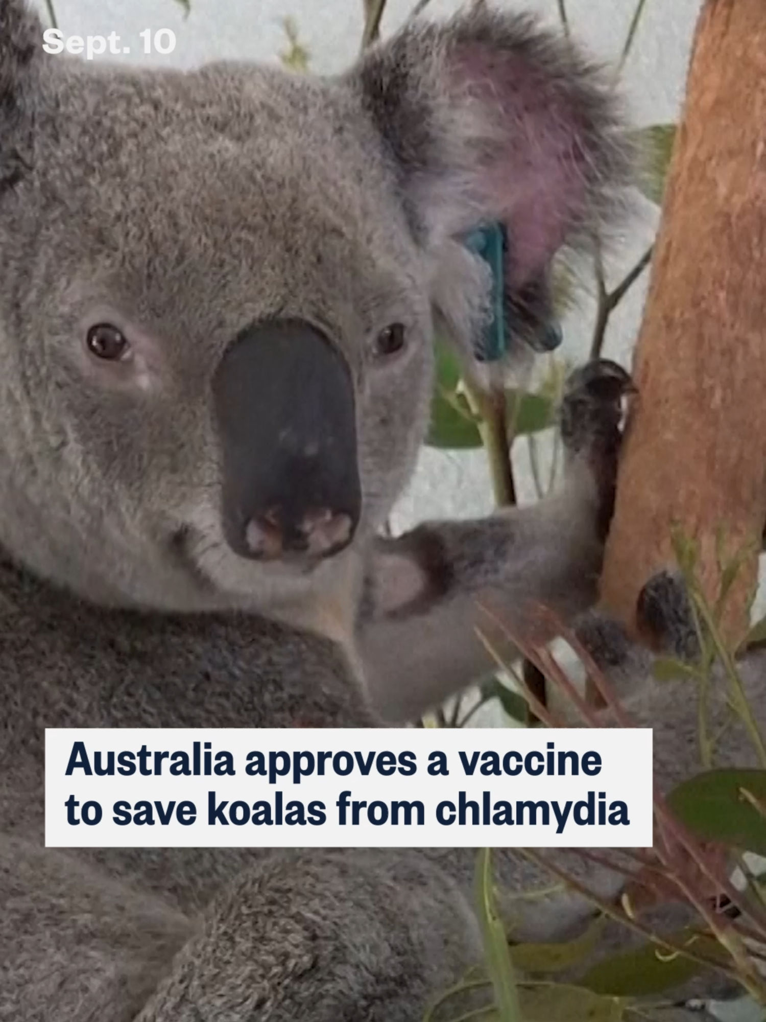 Video post by @nbcnews on TikTok