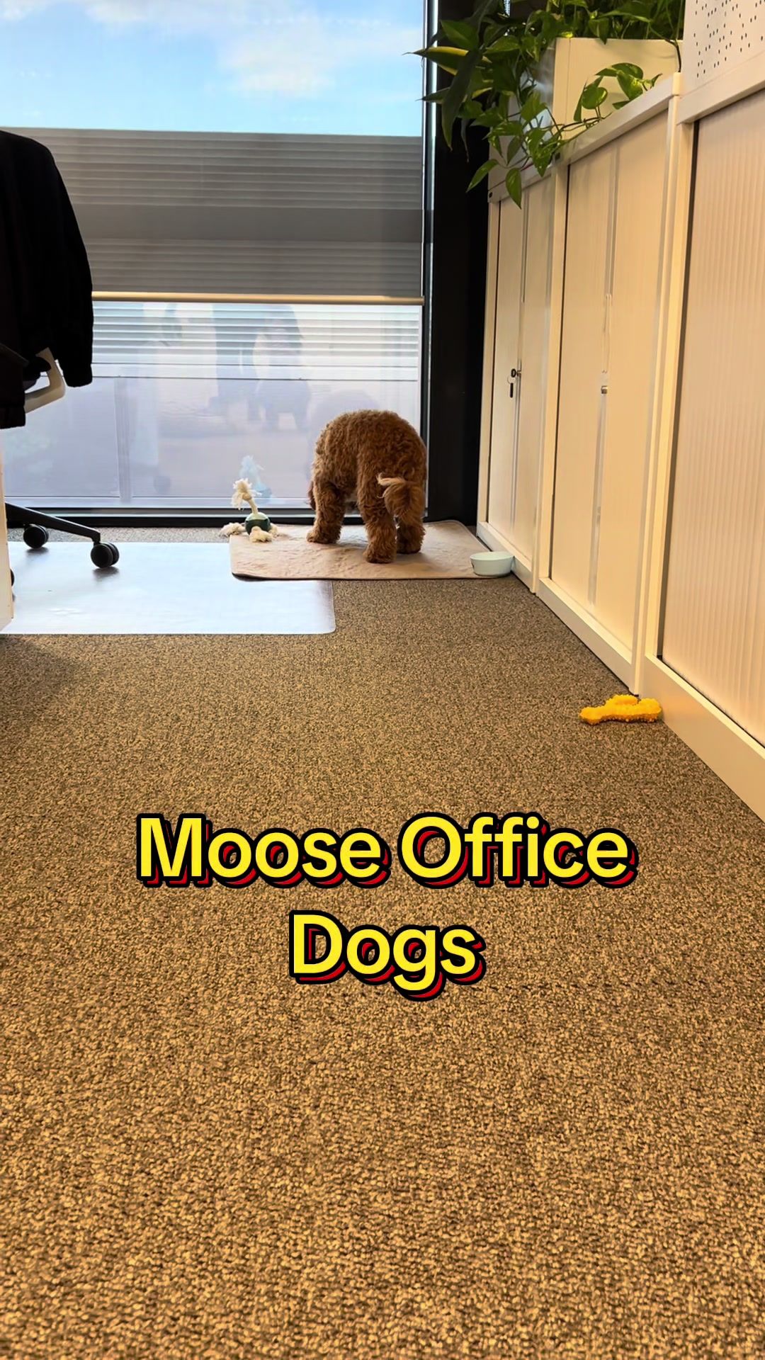 Video post by @moosetoys on TikTok