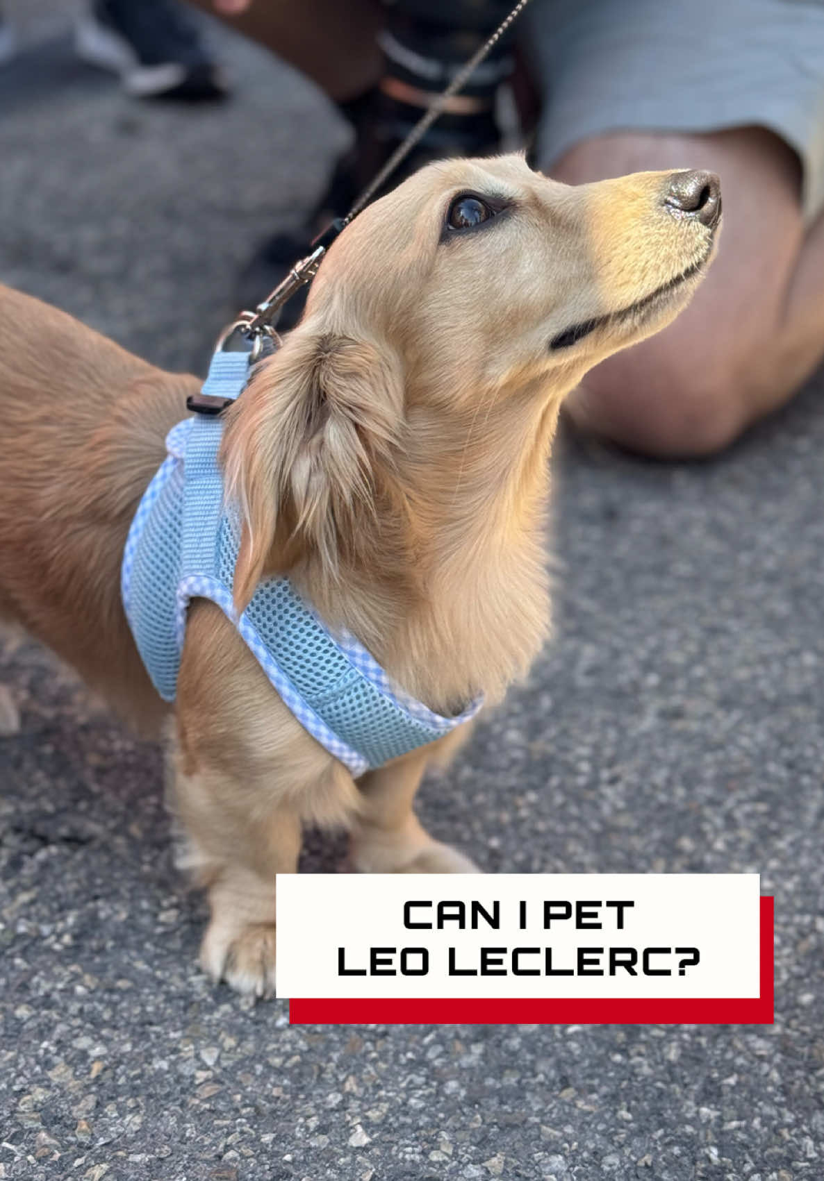 Video post by @haasf1official on TikTok