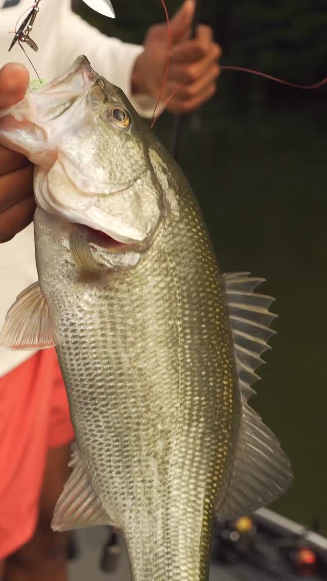 Video post by @BizzBaits on Facebook