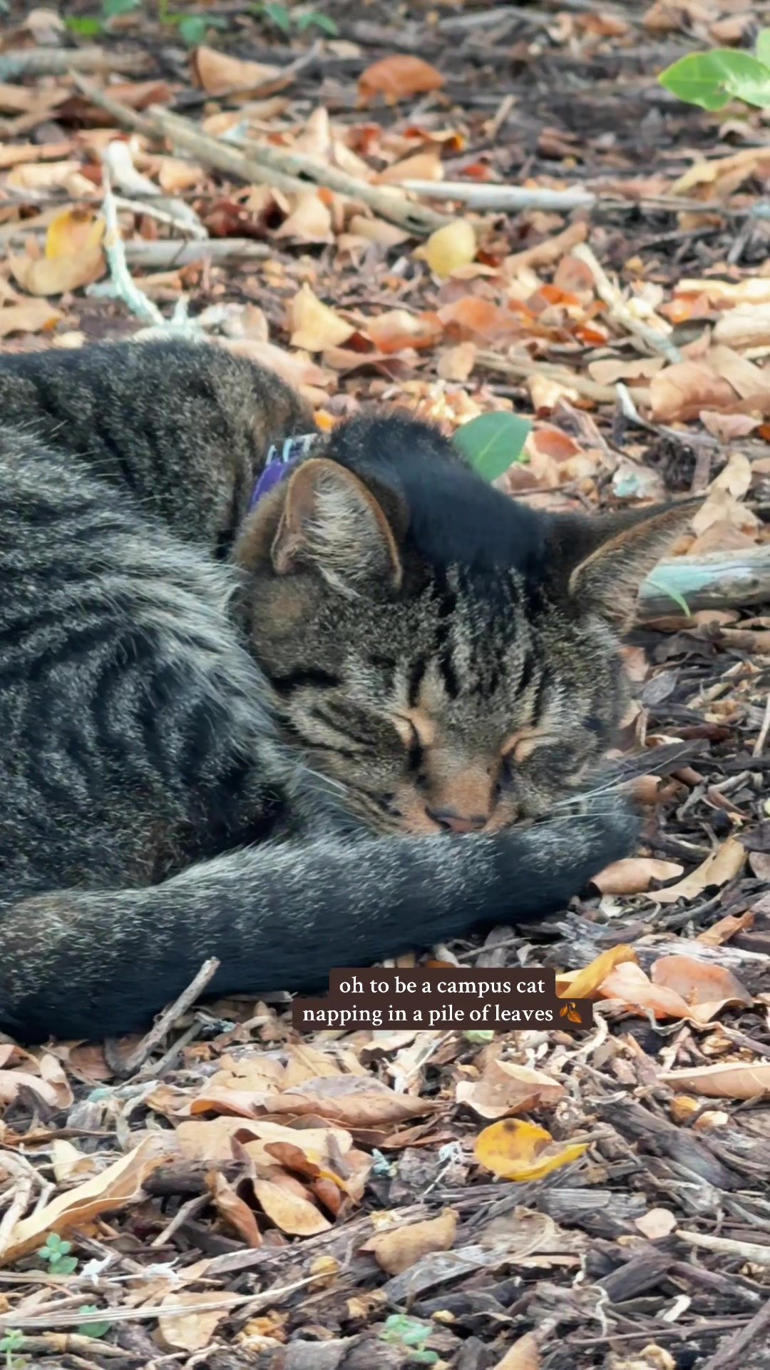 Video post by @uofsc on TikTok
