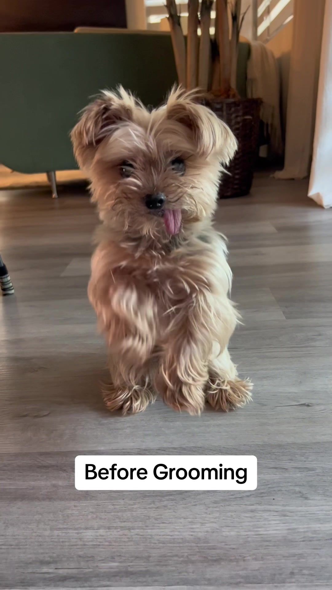 Video post by @katsutheyorkie on TikTok