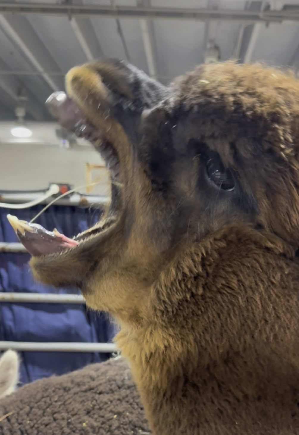 Video post by @rodeohouston on TikTok