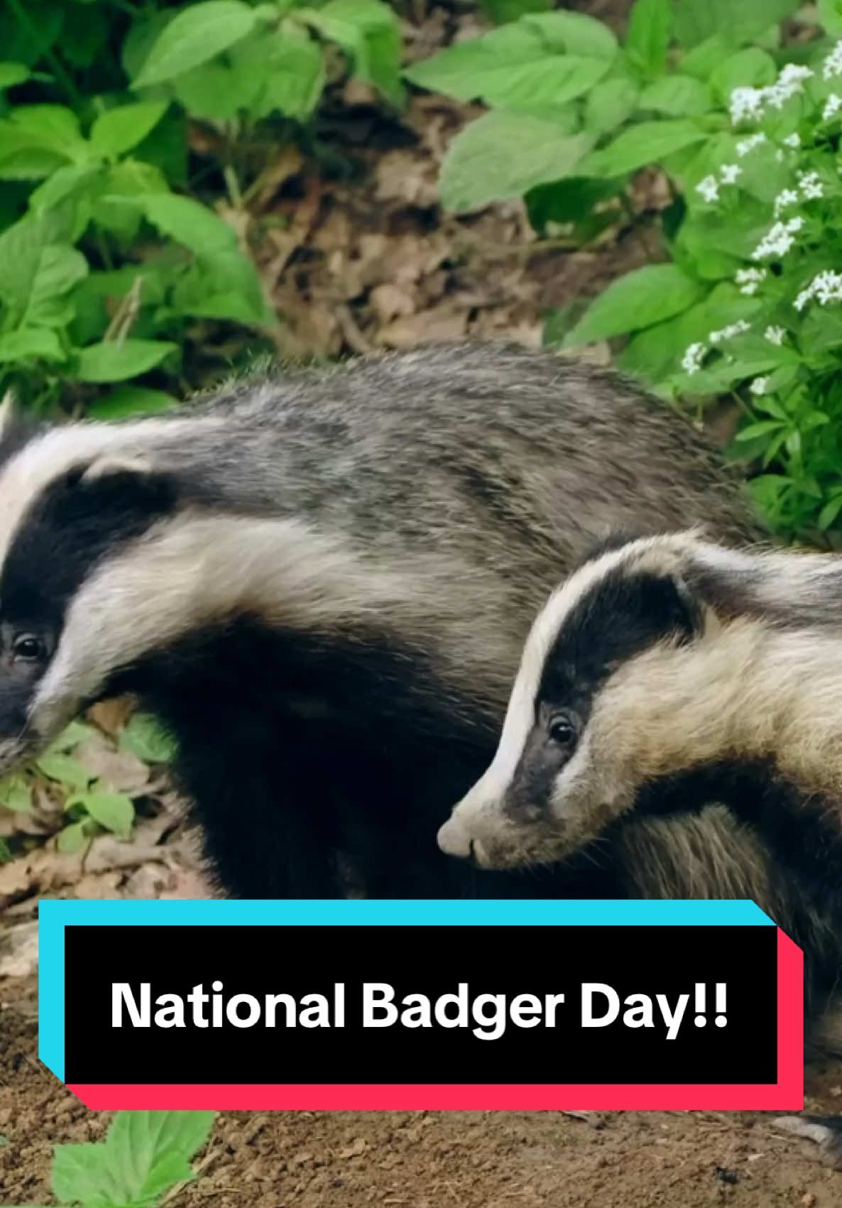 Video post by @bugbustersusa on TikTok