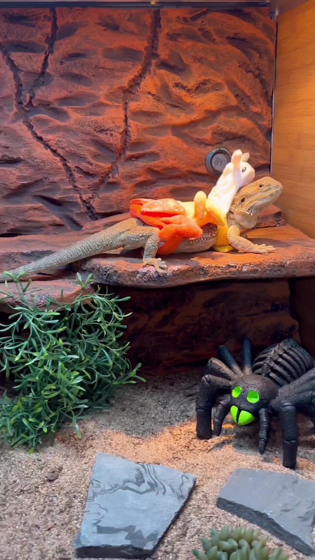 Video post by @petsmart on TikTok