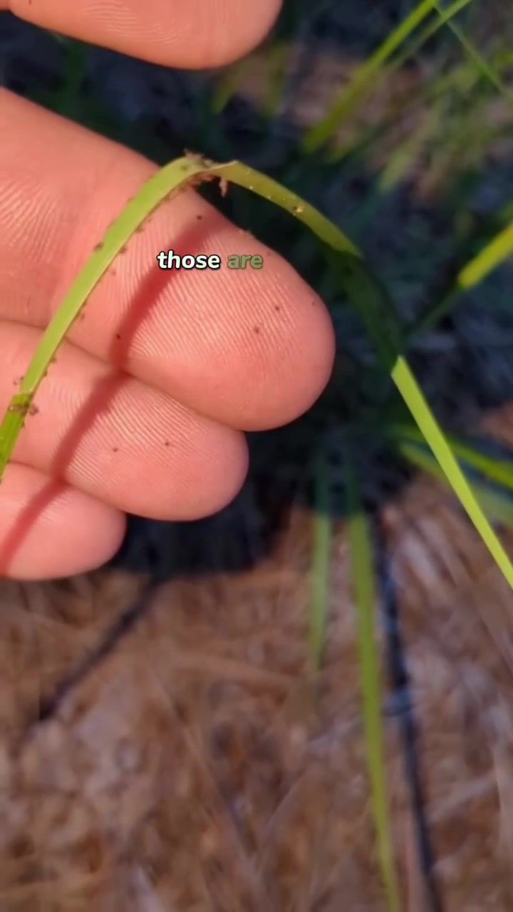 Video post by @bugbitething on TikTok