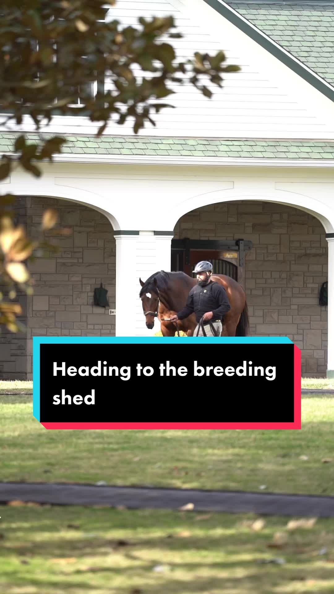 Video post by @spendthriftfarm on TikTok