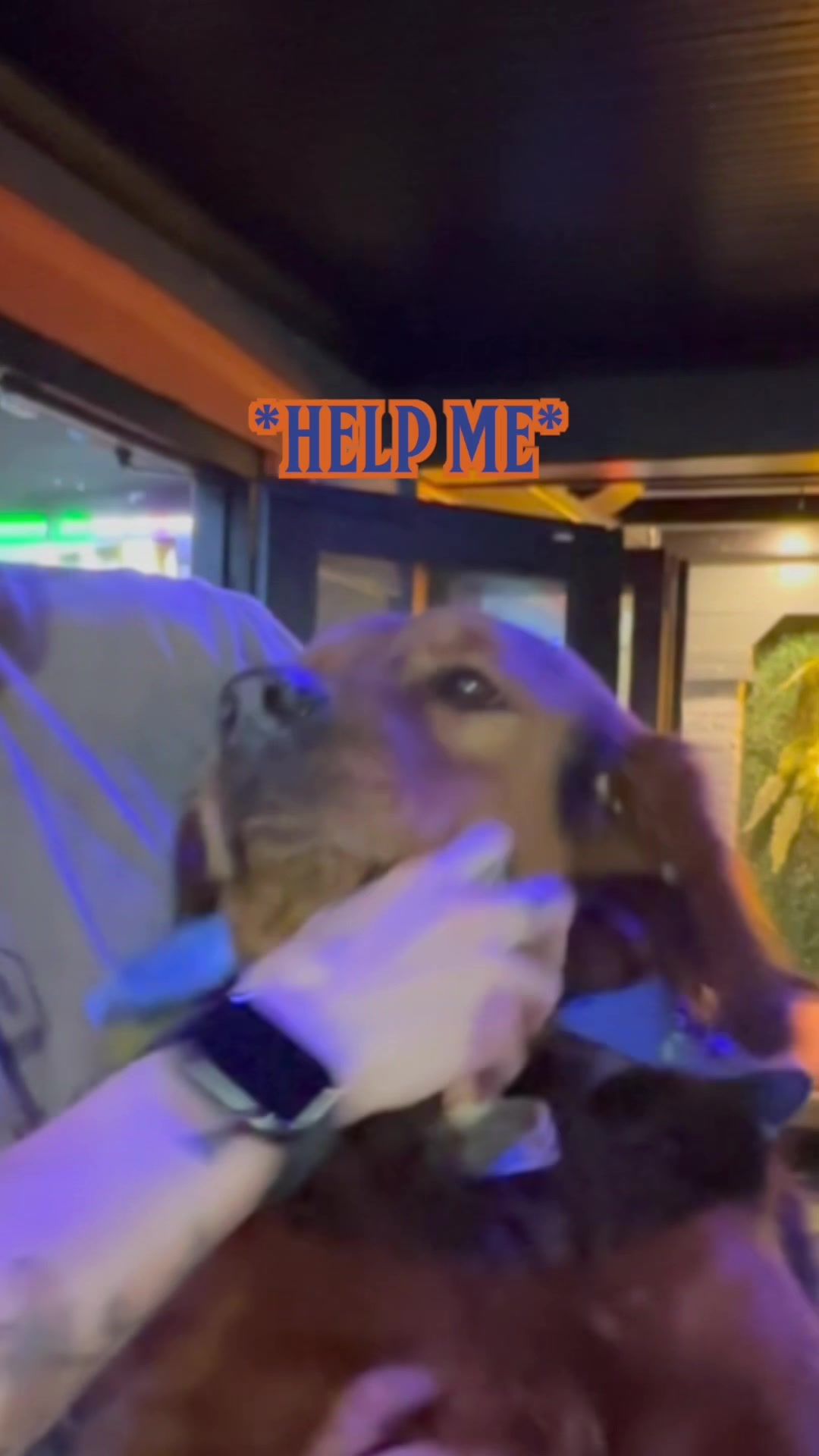 Video post by @pupspub on TikTok