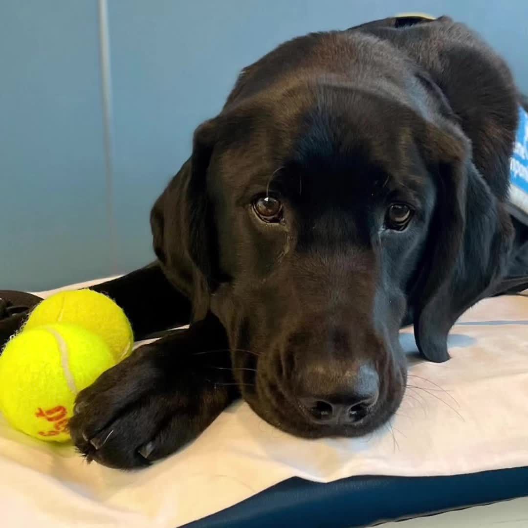 Video post by @uconn on TikTok