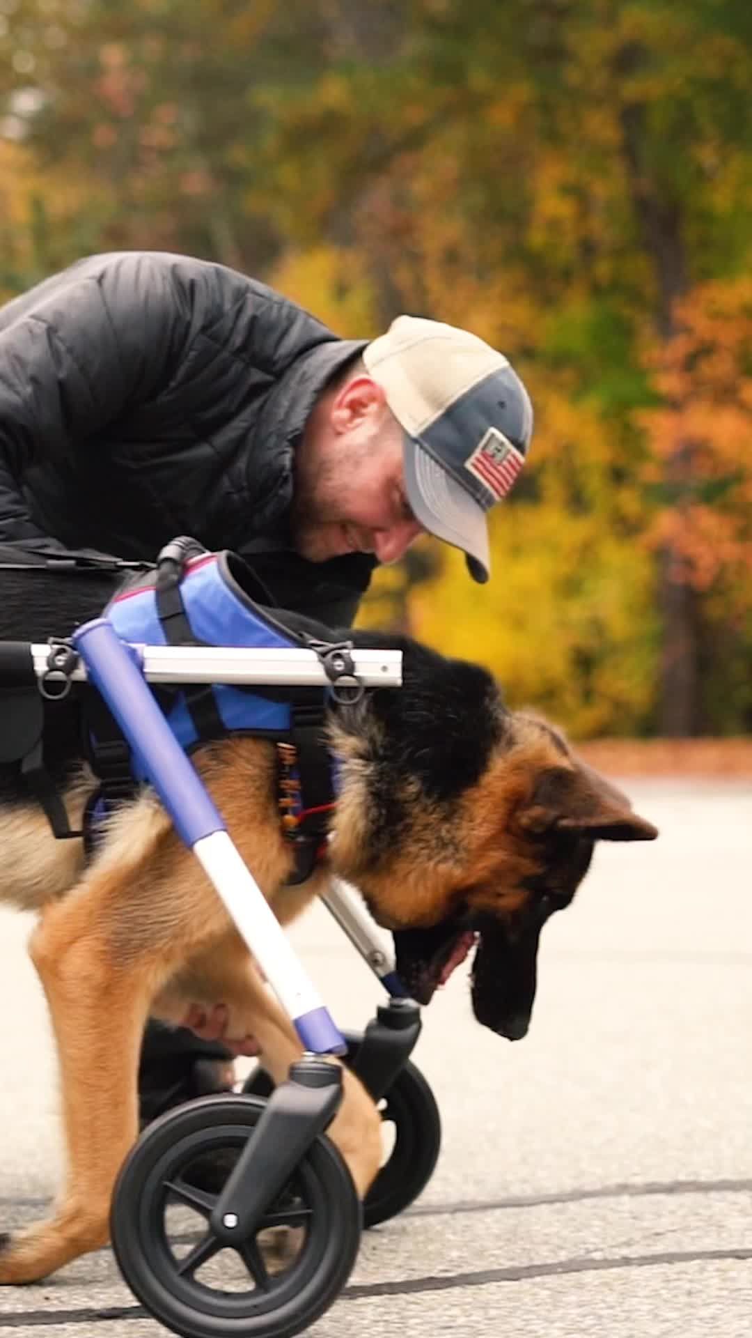 Video post by @walkin_pets on TikTok