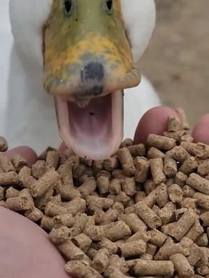 Video post by @ on TikTok