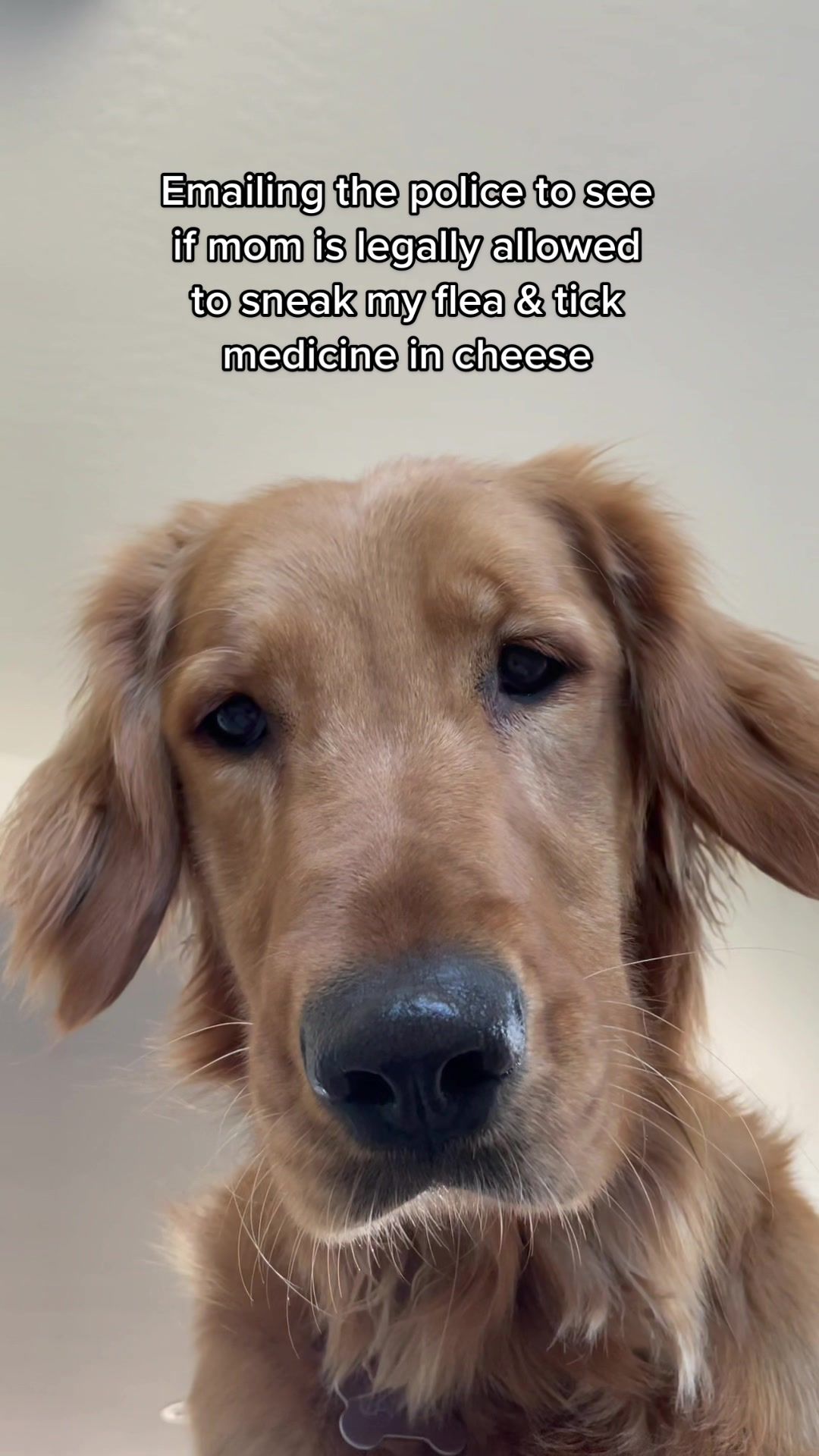 Video post by @petsmart on TikTok